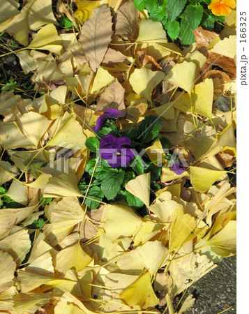 落ち葉とパンジー 166325