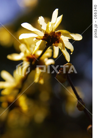 透ける光・蝋梅の花びら 透ける光・蝋梅の花びら 166340