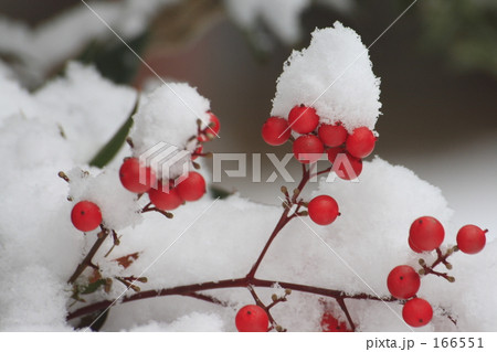 わたぼうし 166551