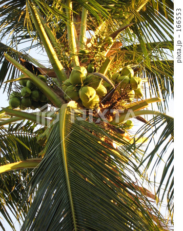 ココヤシの木01 166553