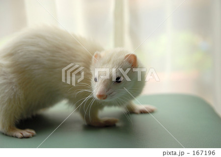 フェレット 167196