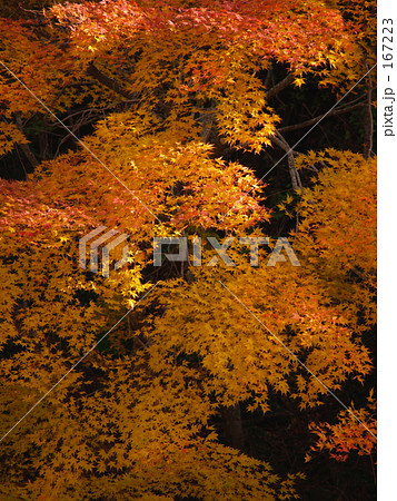 光を得た彩り 167223