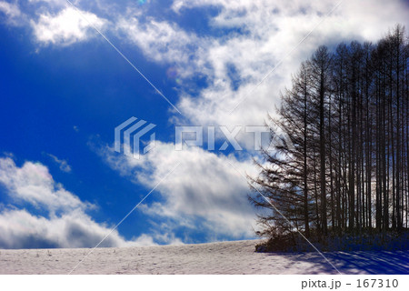 マイルドセブンの木 167310