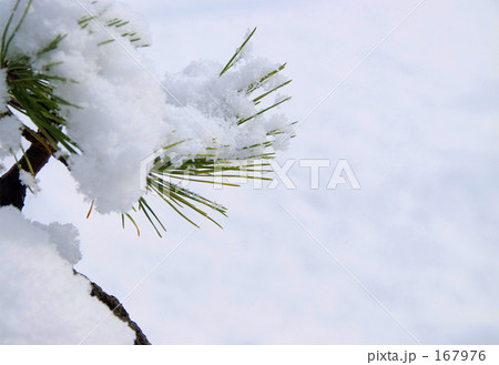雪松 167976