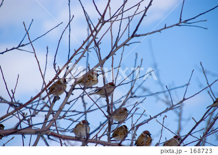 せいぞろい せいぞろい 168723