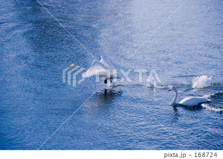 白鳥 白鳥 168724