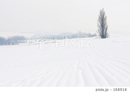 ケンとメリーの木 168918