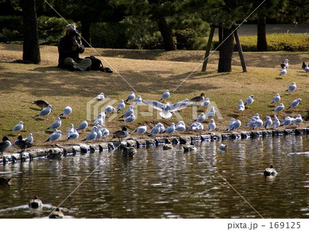 かもめたちとおじさん かもめたちとおじさん 169125