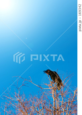 カラス鳴く 169342