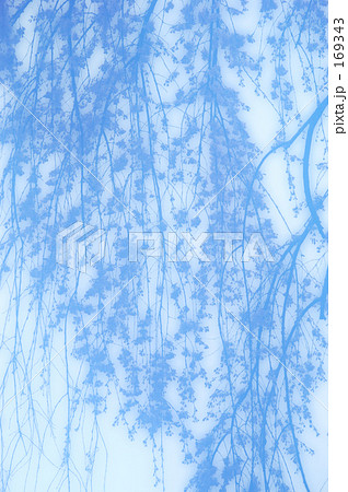 シダレザクラ 02 169343