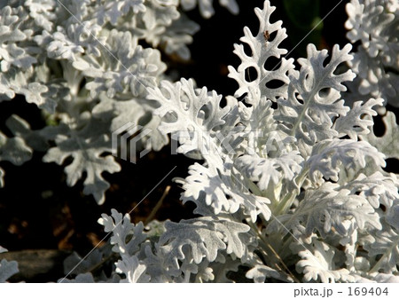 白妙菊の葉 白妙菊の葉 169404