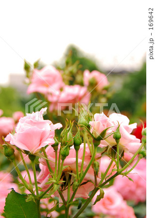 空を仰げば 空を仰げば 169642