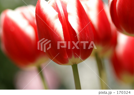 赤いチューリップ 赤いチューリップ 170324