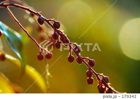 アセビ　”蕾” 170342