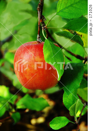 りんご 171026
