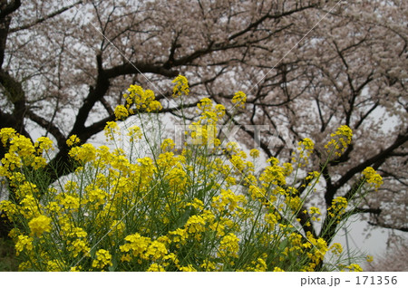 桜をバックに 171356