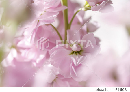 フロックス Ⅲ フロックス Ⅲ 171608