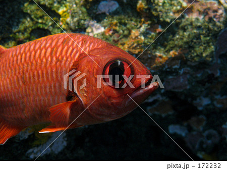 アカマツカサ 172232