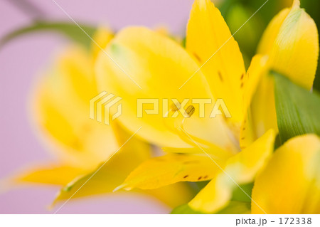 アルストロメリア 172338