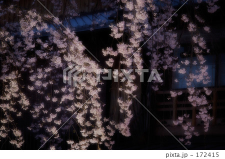 夜桜 04 夜桜 04 172415