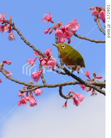 メジロとヒカン桜 172901