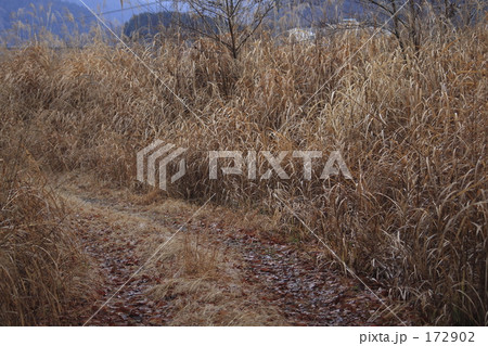 冬枯れの道 172902