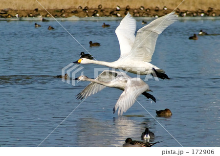コハクチョウの親子 172906