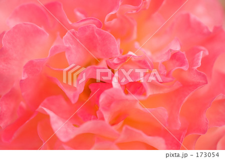 バラの花 バラの花 173054