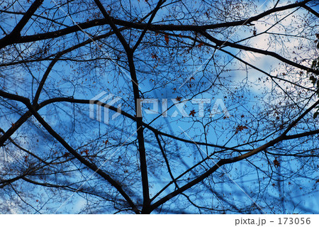 「見上げて」 173056