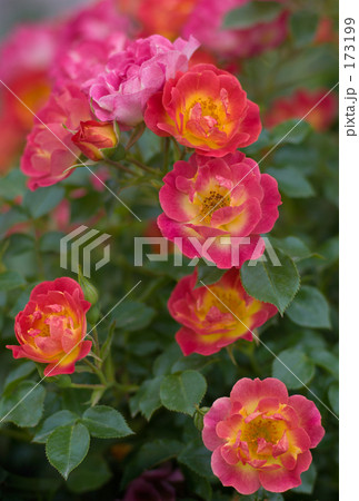 薔薇 173199