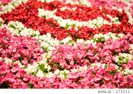 ベゴニアの花 173211