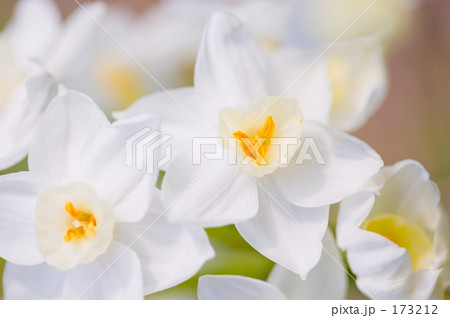 スイセンの花 173212