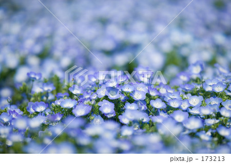 ネモフィラの花畑 173213