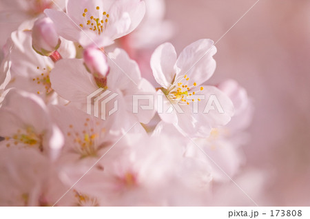 サクラ（ソメイヨシノ） 173808