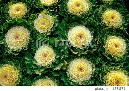 キャベツ　花 173871
