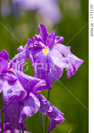 ハナショウブ 174130