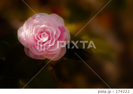 オトメツバキ 01 オトメツバキ 01 174222