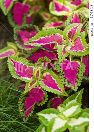 カラジューム 174318