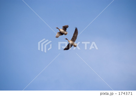 マガン飛翔 174371