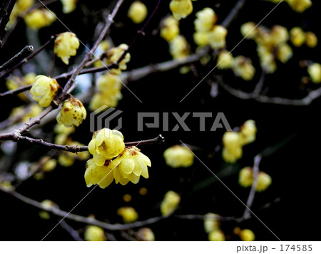 蝋梅 蝋梅 174585