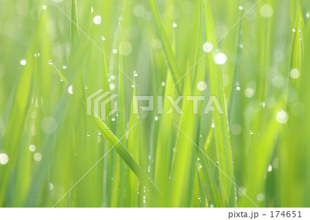 初夏 初夏 174651