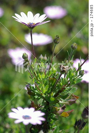 花一輪 花一輪 174685