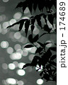 葉陰 174689
