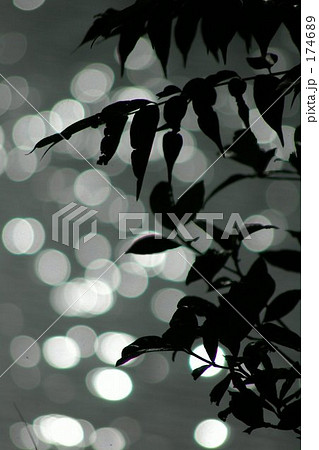 葉陰 葉陰 174689