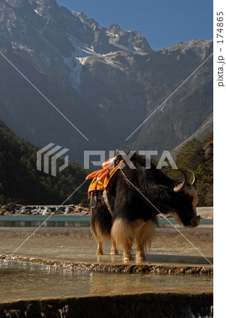玉龍雪山の麓にて 玉龍雪山の麓にて 174865
