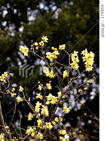 蝋梅 蝋梅 174954