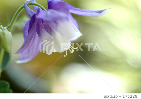 オダマキの花 175229