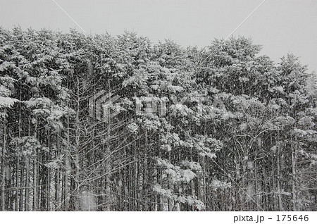 ☆【冬の嵐】~吹雪の森~☆ ☆【冬の嵐】~吹雪の森~☆ 175646