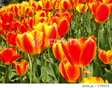 チューリップ 176024
