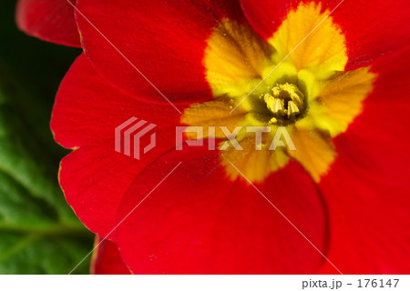 primrose（赤） 176147